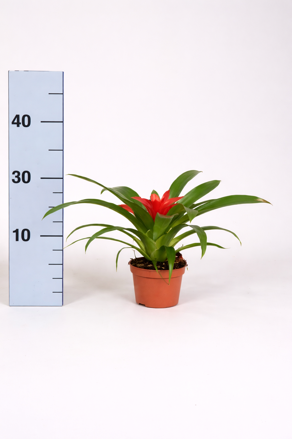 Guzmania tempo m.9