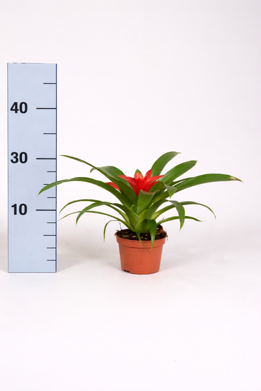 Guzmania tempo m.9